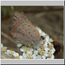 Lycaena phlaeas - Kleiner Feuerfalter bourtange-nl 09.jpg